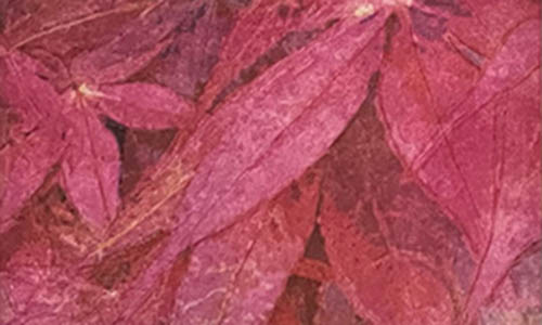 red japanese maple leaves